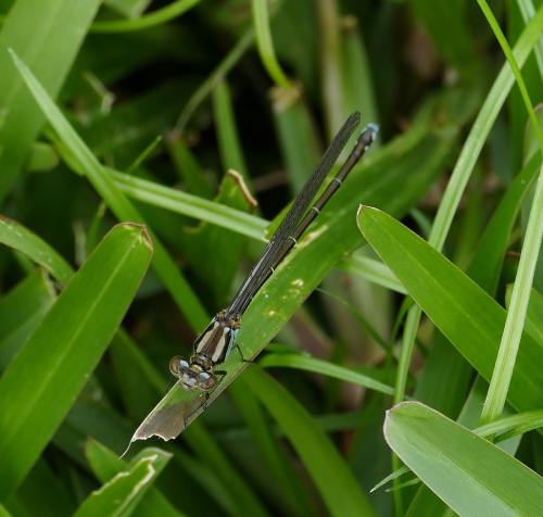 Pseudagrion sp.